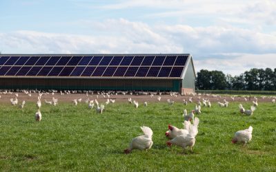 Solar Power System for Poultry Shed
