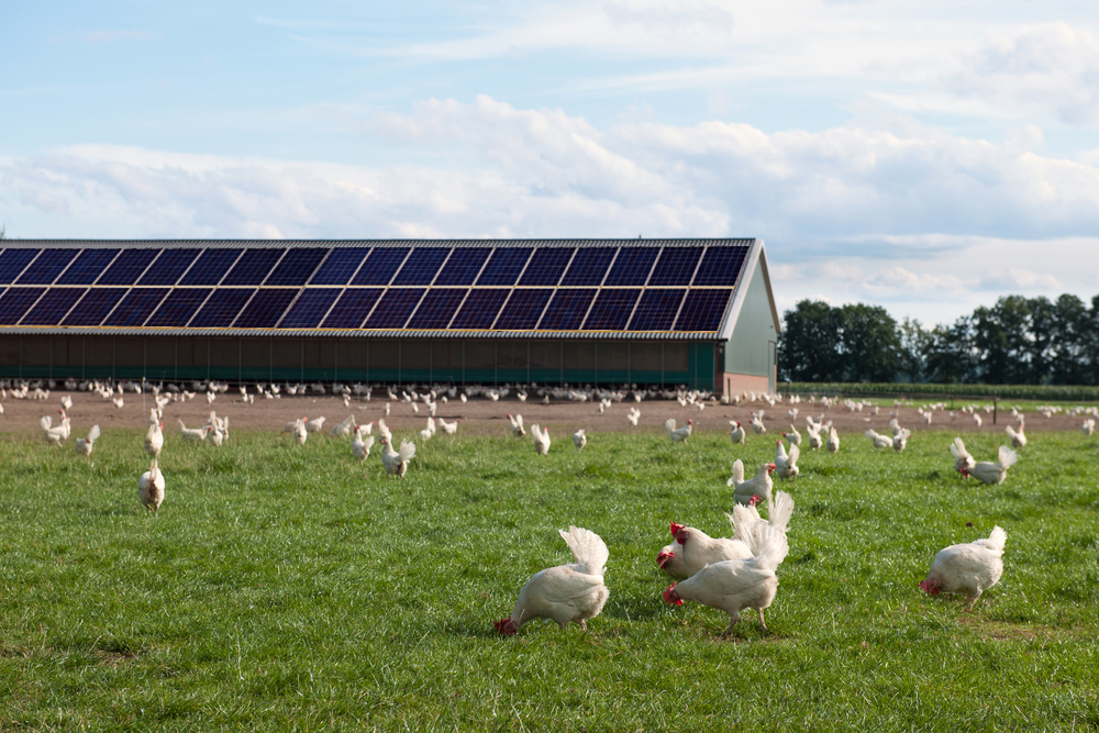 Poultry sheds have a very good financial feasibility for on-grid solar installations